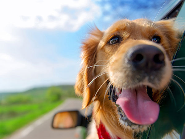 Omleiden blad andere Hotel, Honden zijn toegestaan!