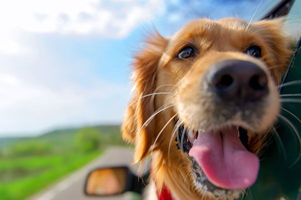 Dog-Friendly: HOTEL, HONDEN ZIJN TOEGESTAAN